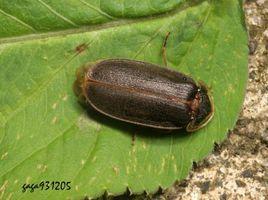 雲南扁螢 雲南扁螢