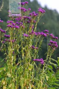 風毛菊[風毛菊]