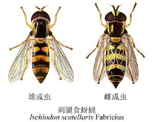 刺腿食蚜蠅 刺腿食蚜蠅