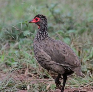 斯氏鷓鴣 斯氏鷓鴣