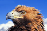 國家一級保護動物――金雕