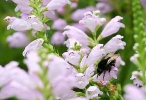 短萼蜂鬥草 短萼蜂鬥草