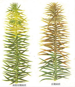 松針紅斑病菌 松針紅斑病菌