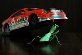 螳臂當車 螳臂當車