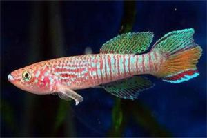 昌氏旗鱂 昌氏旗鱂