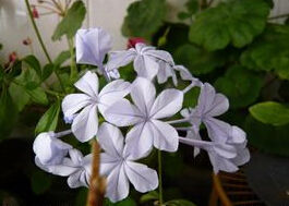 紫葉繡球 紫葉繡球