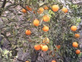 開縣錦橙 開縣錦橙