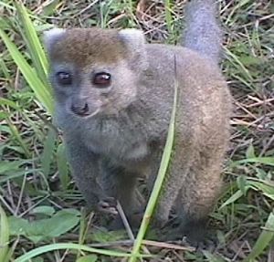 灰馴狐猴 灰馴狐猴