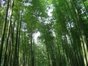 大琴絲竹 大琴絲竹