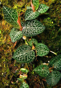 綠慈安野生金線蓮