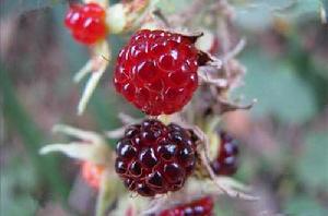 大烏泡[薔薇目薔薇科植物]