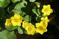 紅花功莖驢蹄草 紅花功莖驢蹄草