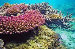 三亞珊瑚礁保護區 三亞珊瑚礁保護區