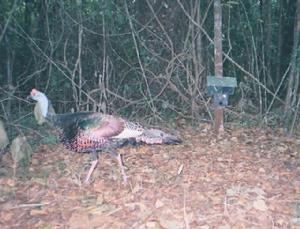 眼斑吐綬雞 眼斑吐綬雞