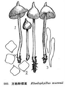 方孢粉褶菌 方孢粉褶菌