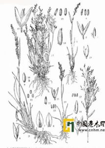 歧穎剪股穎 歧穎剪股穎