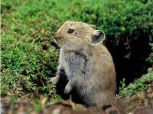 狹顱鼠兔 狹顱鼠兔