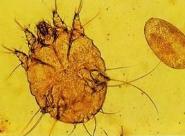 片盤蟲屬 片盤蟲屬