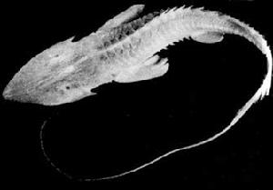 大阿姆擬鏟鱘圖片