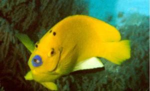 三點阿波魚 三點阿波魚