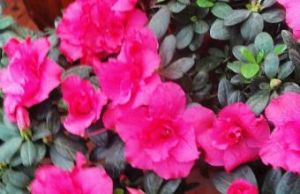 腺柄杜鵑 腺柄杜鵑