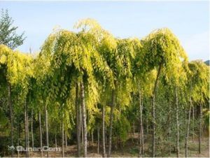 農業科技園 農業科技園