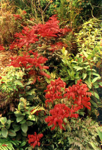 長尾紅葉藤 長尾紅葉藤