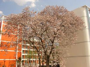 漢源一中 漢源一中