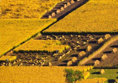 姜家店大米生產基地