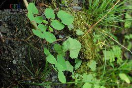 川西淫羊霍 川西淫羊霍