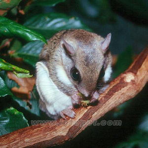 （圖）羊絨鼯鼠