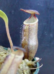 瘦小豬籠草的捕蟲籠及植株外觀