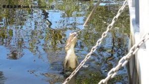 曼查克沼澤地 曼查克沼澤地