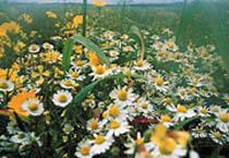 巴拉圭甜茶 巴拉圭甜茶