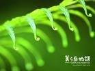 植物美 植物美