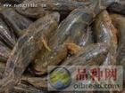 須鰻蝦虎魚 須鰻蝦虎魚