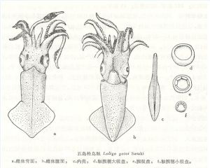 五島槍烏賊 五島槍烏賊