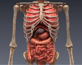 腰肋三角 腰肋三角