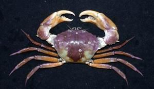 雙刺靜蟹 雙刺靜蟹