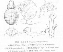 五紋園蛛 五紋園蛛