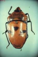 大斑跗花金龜 大斑跗花金龜