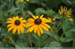 斑鳩菊族 斑鳩菊族
