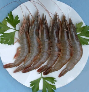 天津對蝦 天津對蝦
