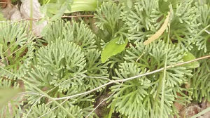 扁枝石松(原變種) 扁枝石松(原變種)