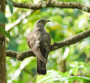 杜鵑亞科 杜鵑亞科