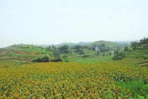 長勝自然村 長勝自然村