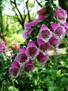 正常異形花 正常異形花