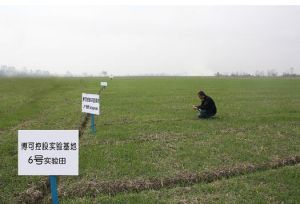 越冬大麥苗 越冬大麥苗