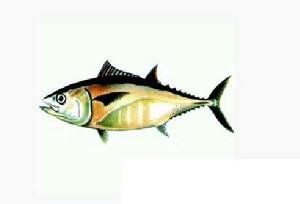 馬蘇鮪魚 馬蘇鮪魚