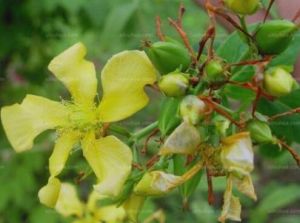 黃莖小檗（變種）